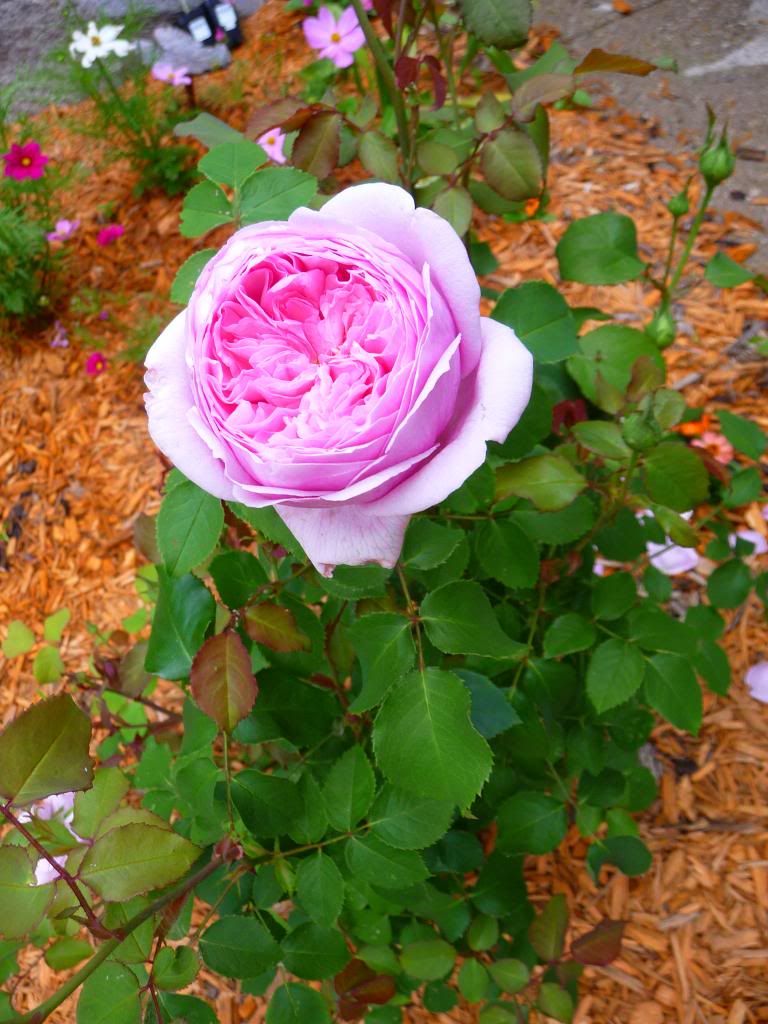 Pretty Jessica photo PrettyJessica_13_zps706b5704.jpg